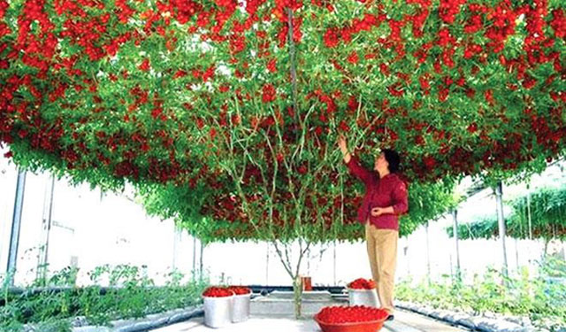 Cây[-]cà[-]chua[-]"bạch[-]tuộc”[-]sai[-]quả[-]nhất[-]thế[-]giới